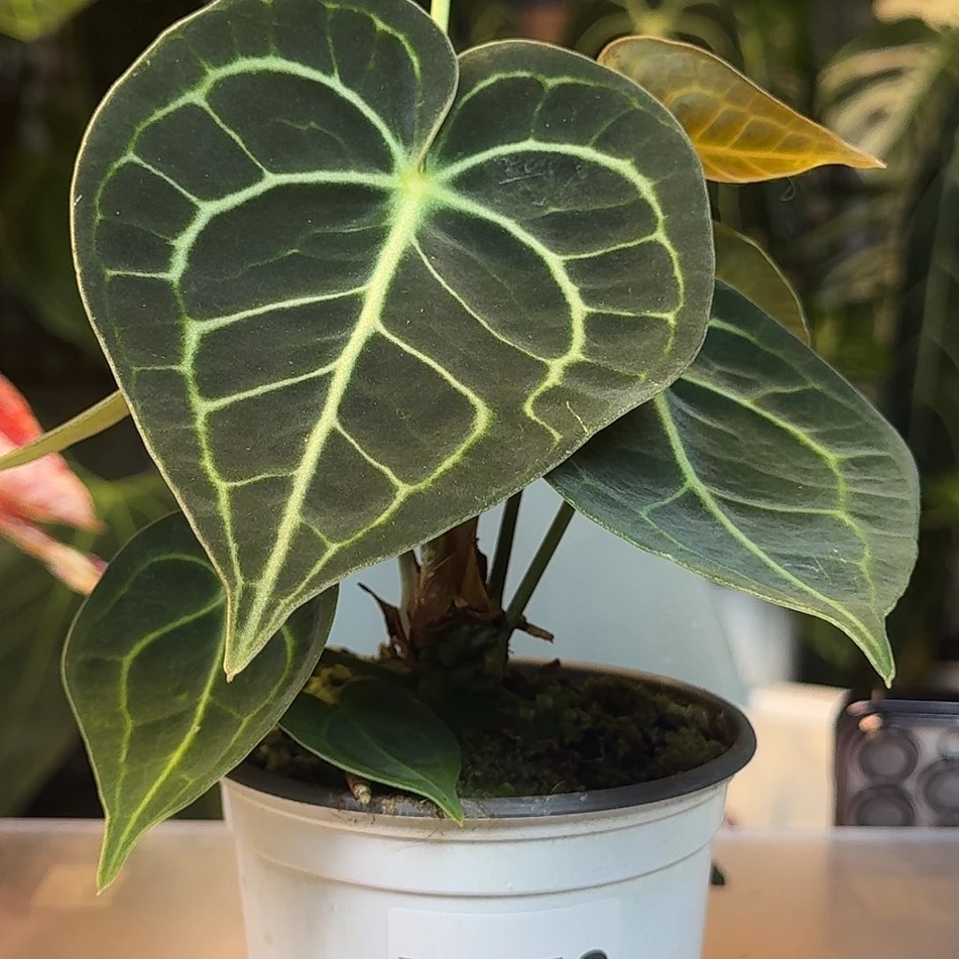 完全开放Ｙ150克莱恩