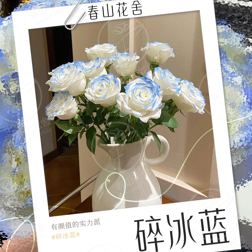 【碎冰蓝】10支丨赠营养液【两单升级顺丰+配草】