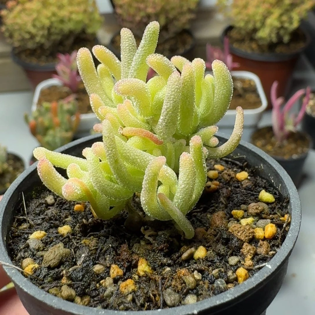 沐*づ多肉植物枝干番杏