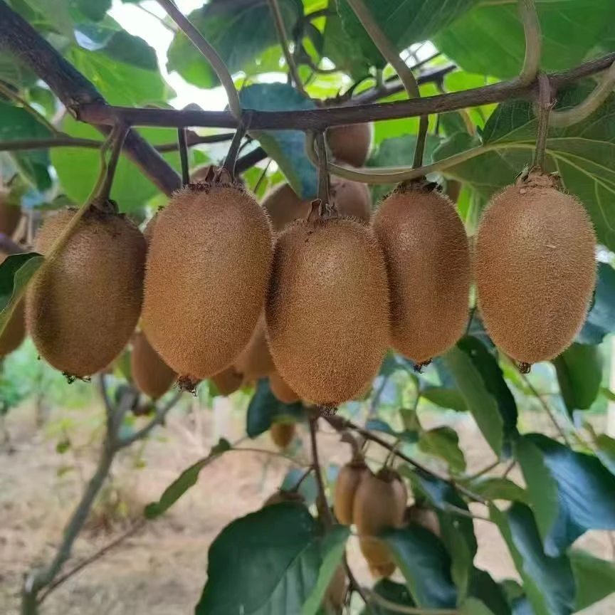 自然生陕西猕猴桃头茬鲜果现摘皮薄肉厚绿心水果中小果
