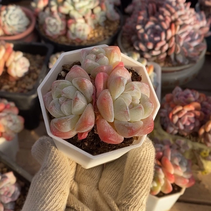 三头趴地短肥圆冰玉