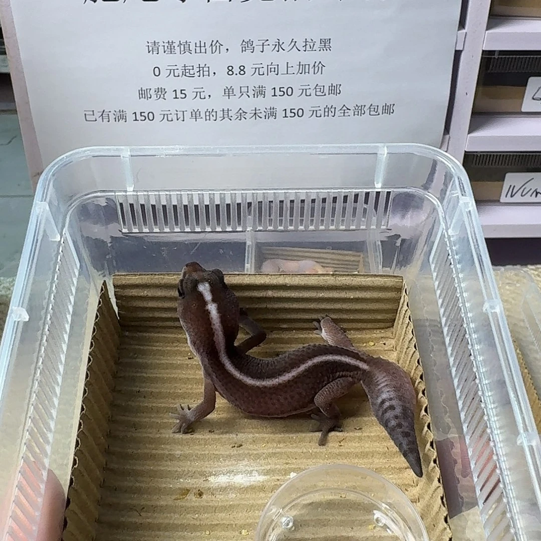 肥尾守宫直线奥利奥无纹 妹妹