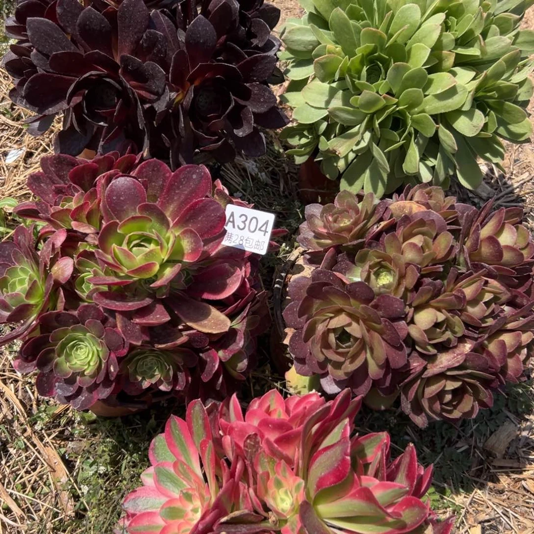 304多肉    5颗
