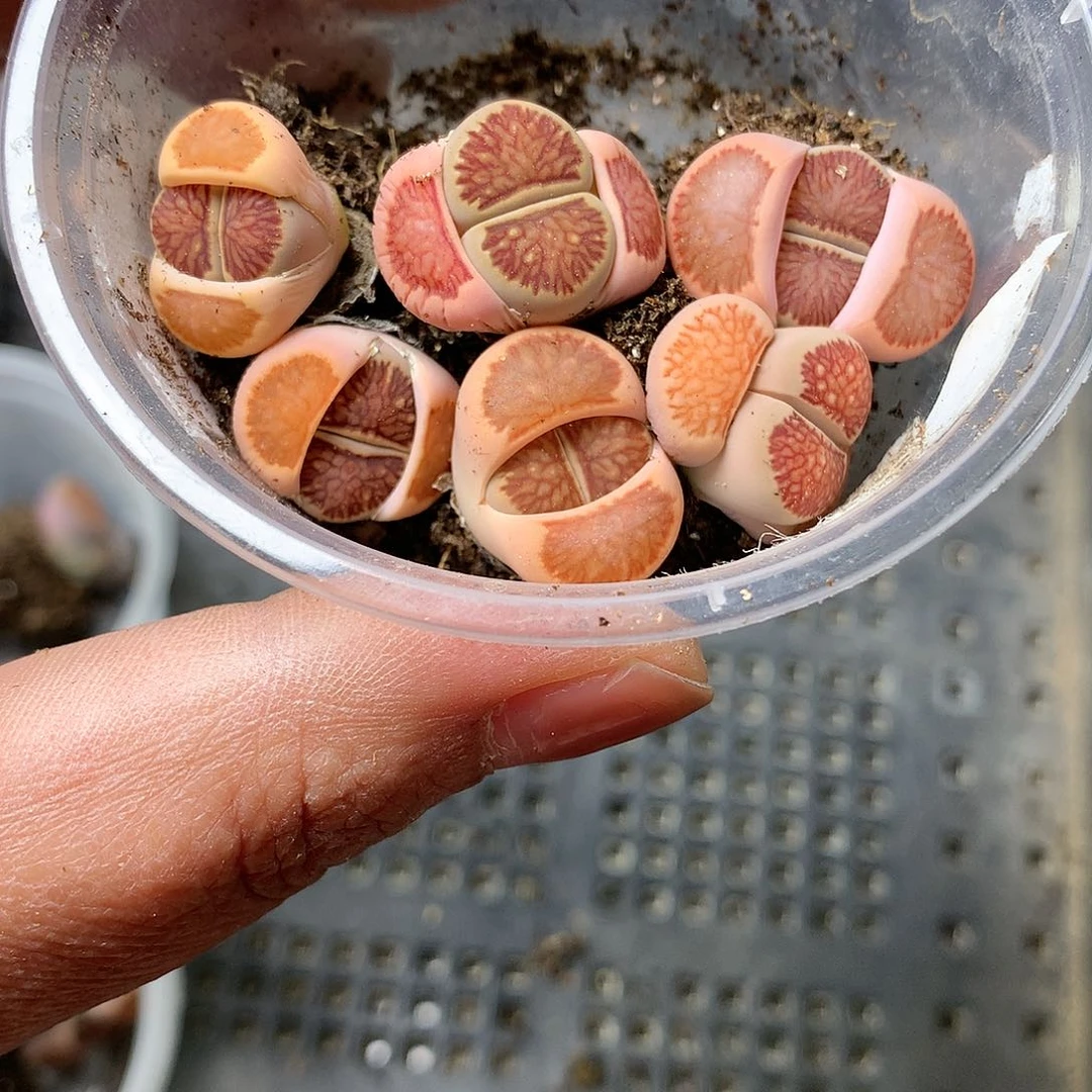 W763多肉植物保护研究所