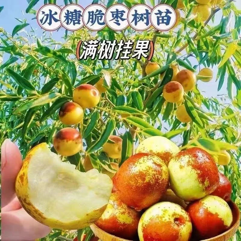 冬枣树苗改良特大冬枣苗南北方盆栽地栽当年结果
