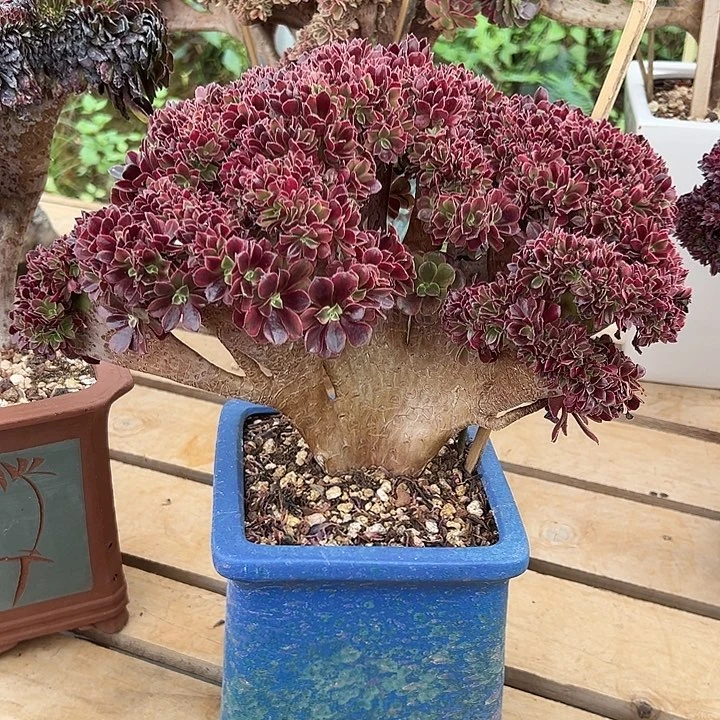 整版美杜莎全朵朵老桩厚板