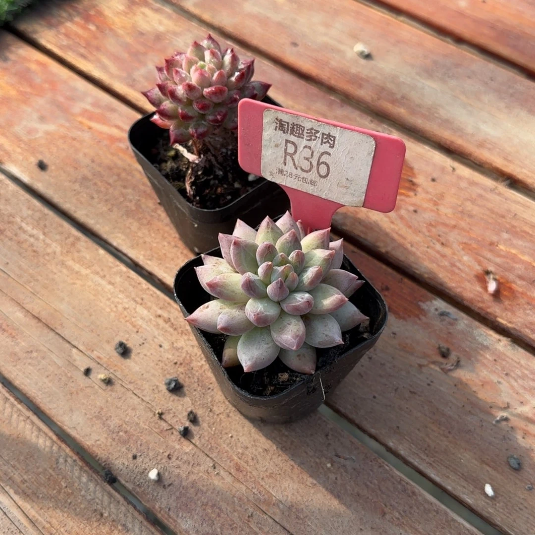 H***e多肉植物炖下单头