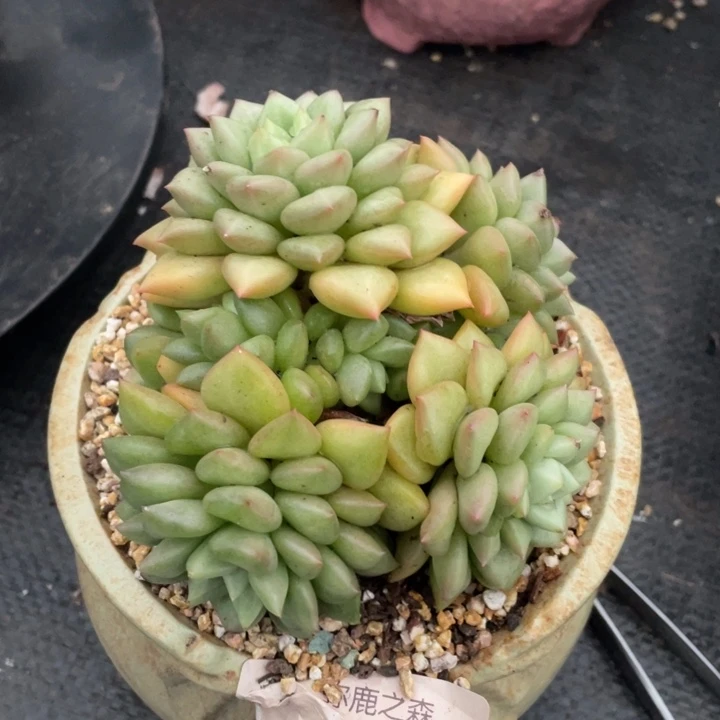 弥鹿之森一物一拍