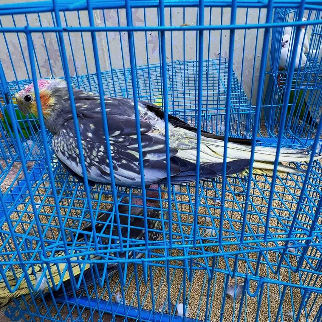 老***店桃脸牡丹鹦鹉八字脚包活到家不退不换