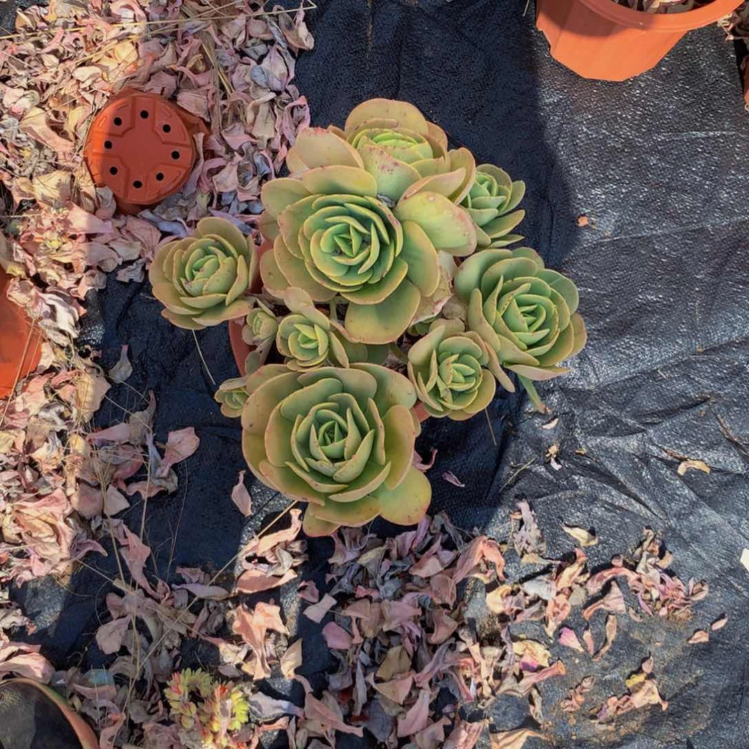 对***消碧桃群生多肉植物