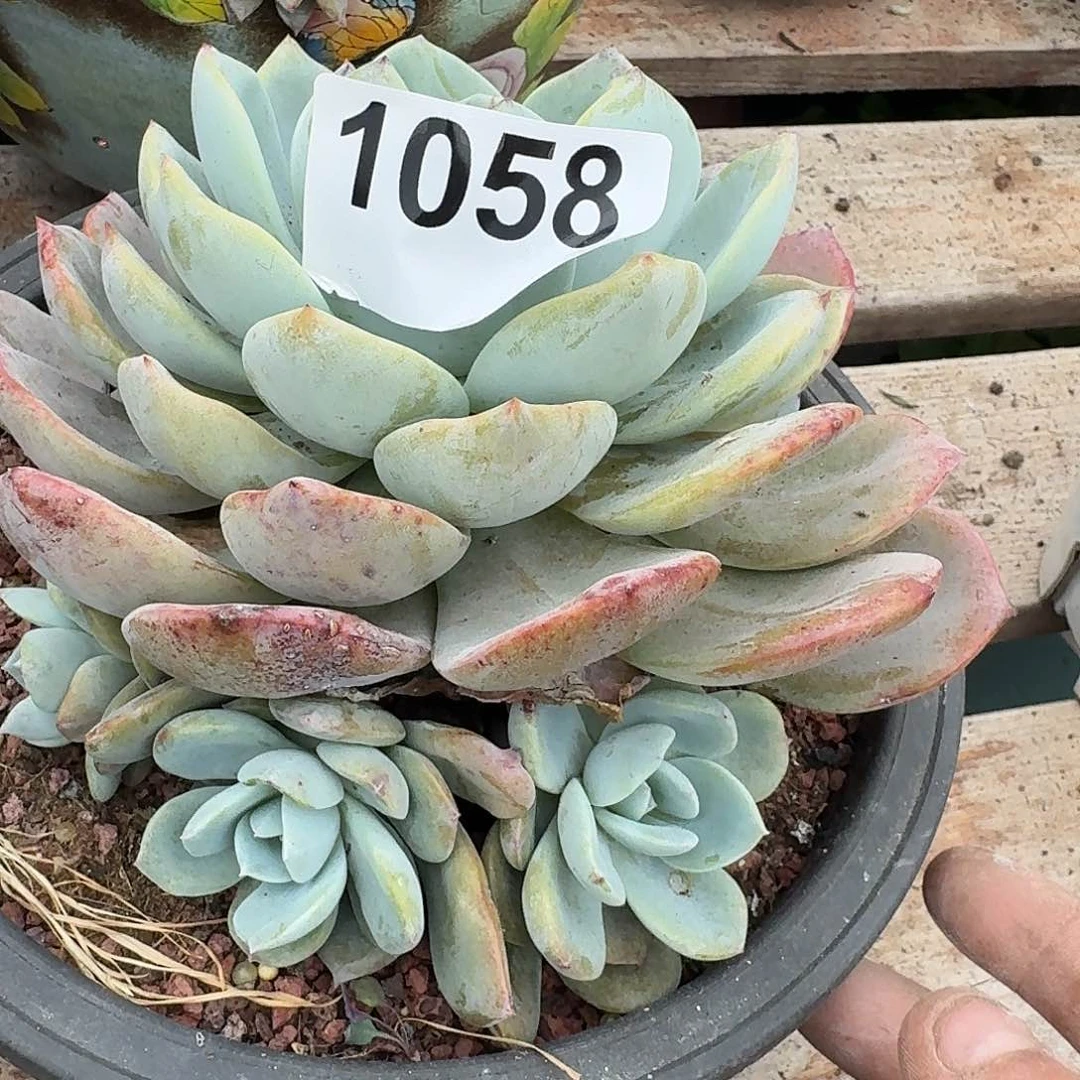 尼*313131616164664646464