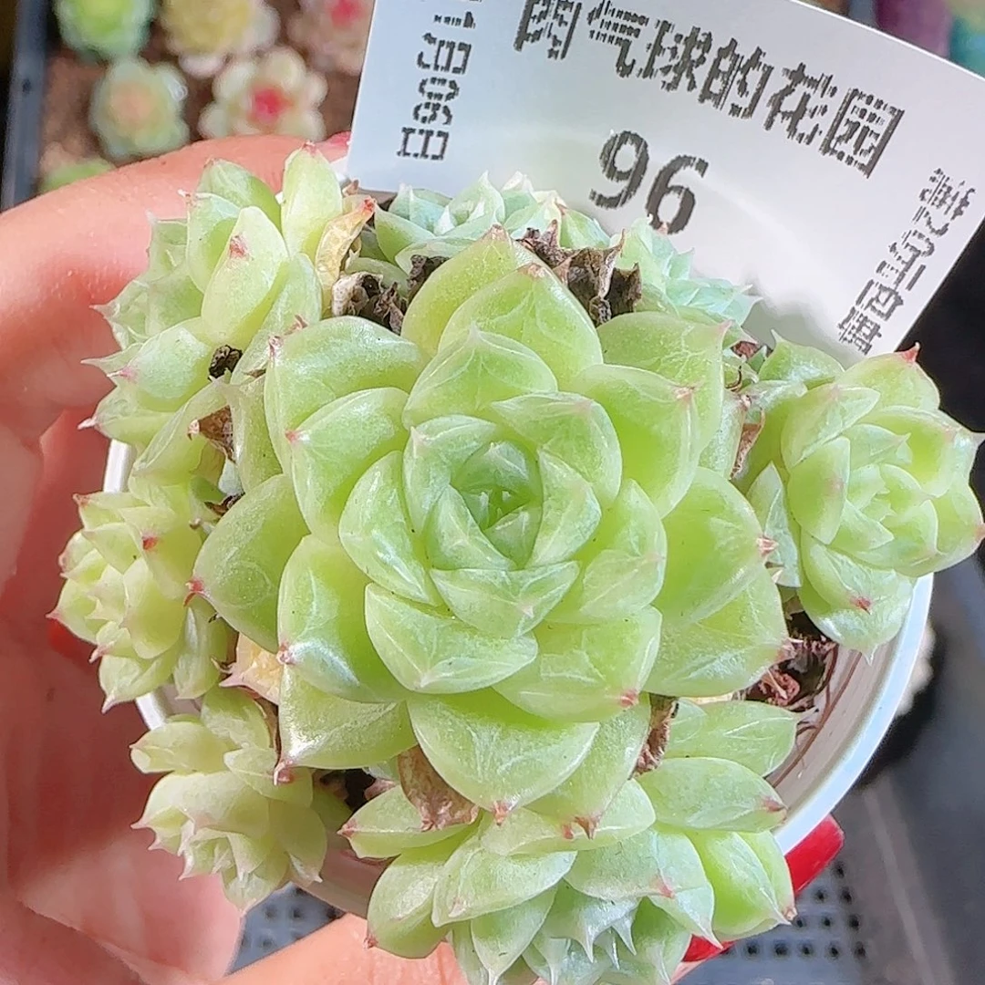 1106-96麦秆不包整