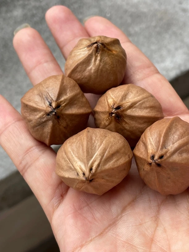 广西铁核大四花单核一物一图28尺寸