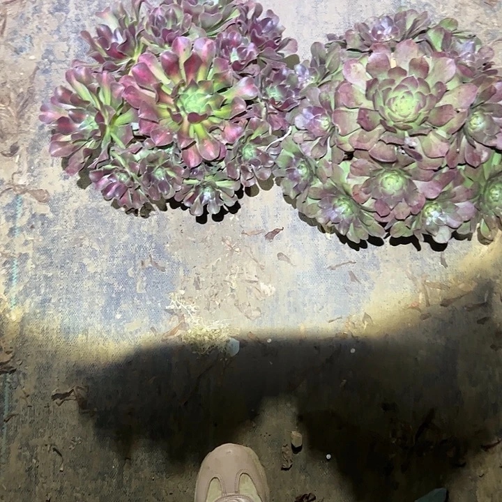 不包侧枝一物一拍114