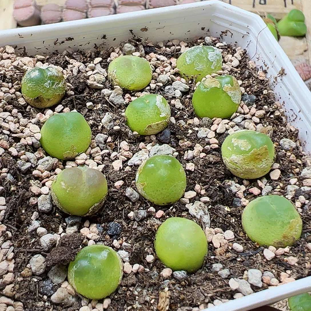 全部花朵拉登可带盆发…………………………