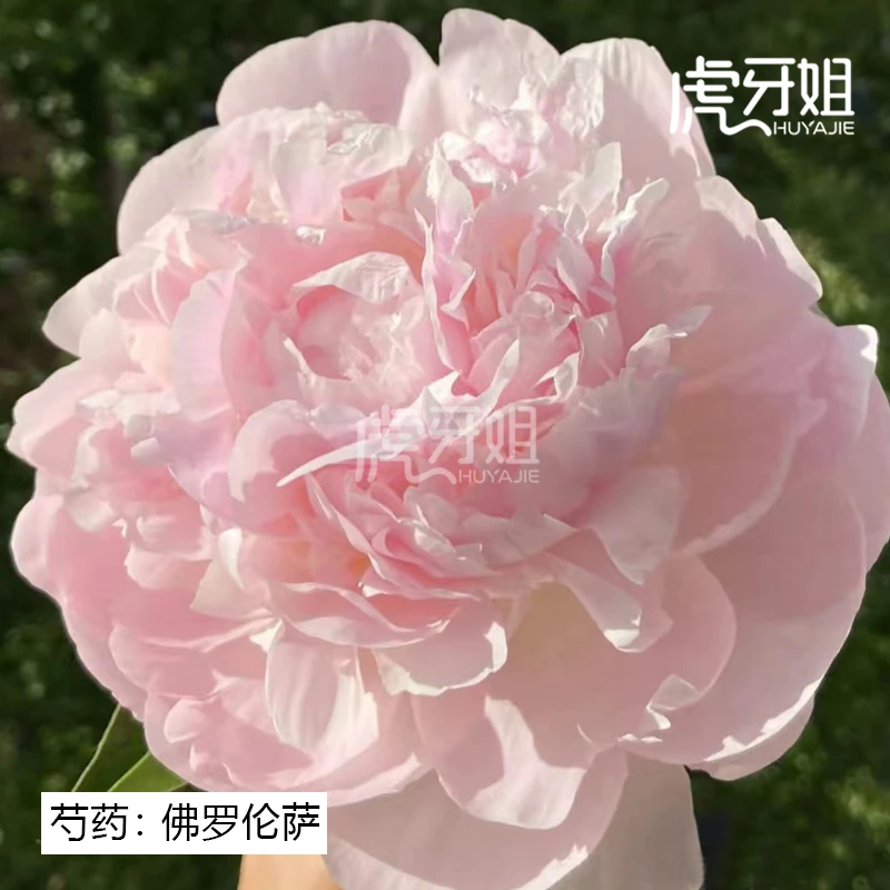 【佛罗伦萨】裸根芍药包对版-庭院阳台花卉重瓣大花粉色