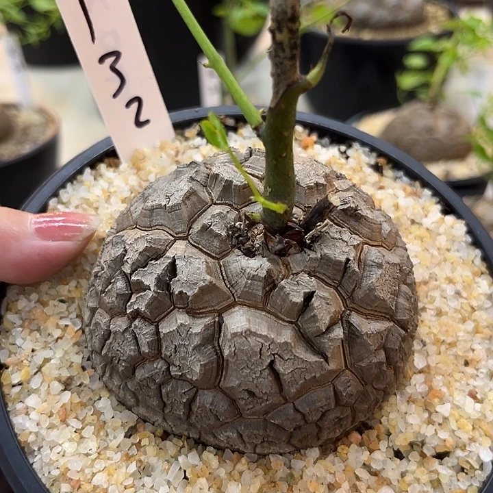 汤圆植物龟甲龙剑甲潜力股132