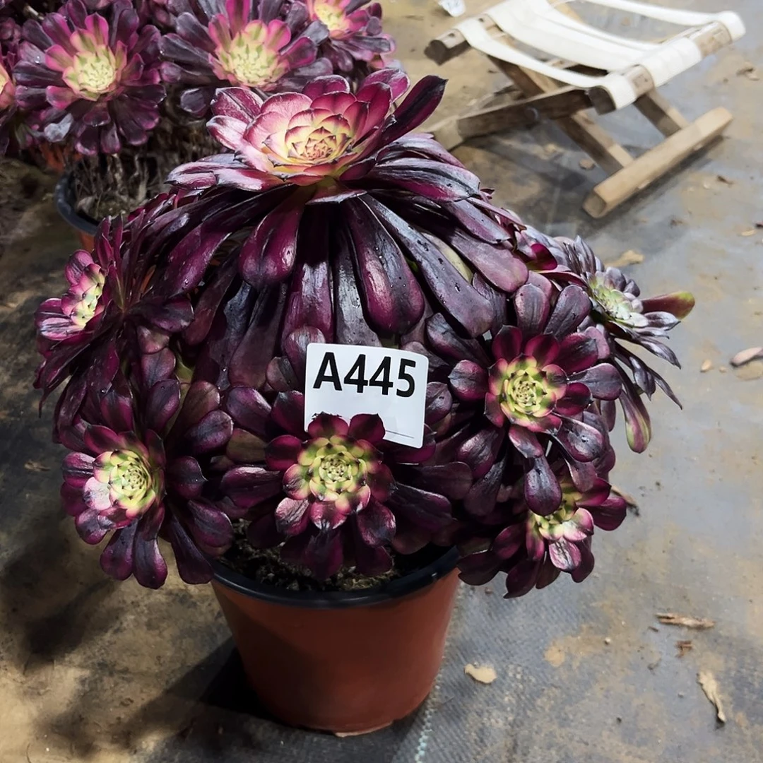 多肉植物美姬445多肉