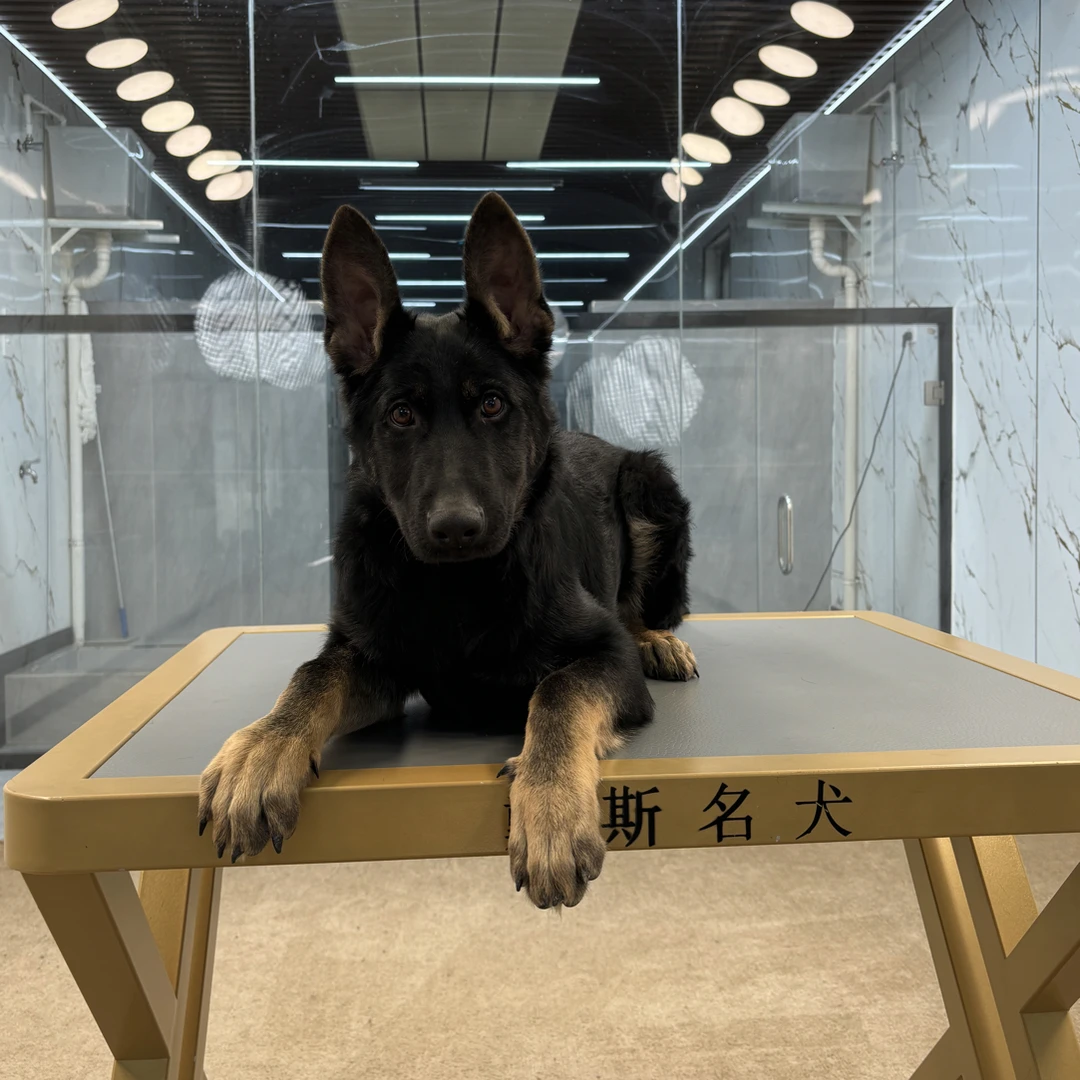 【戴斯名犬】东德牧羊犬 活体 狗狗