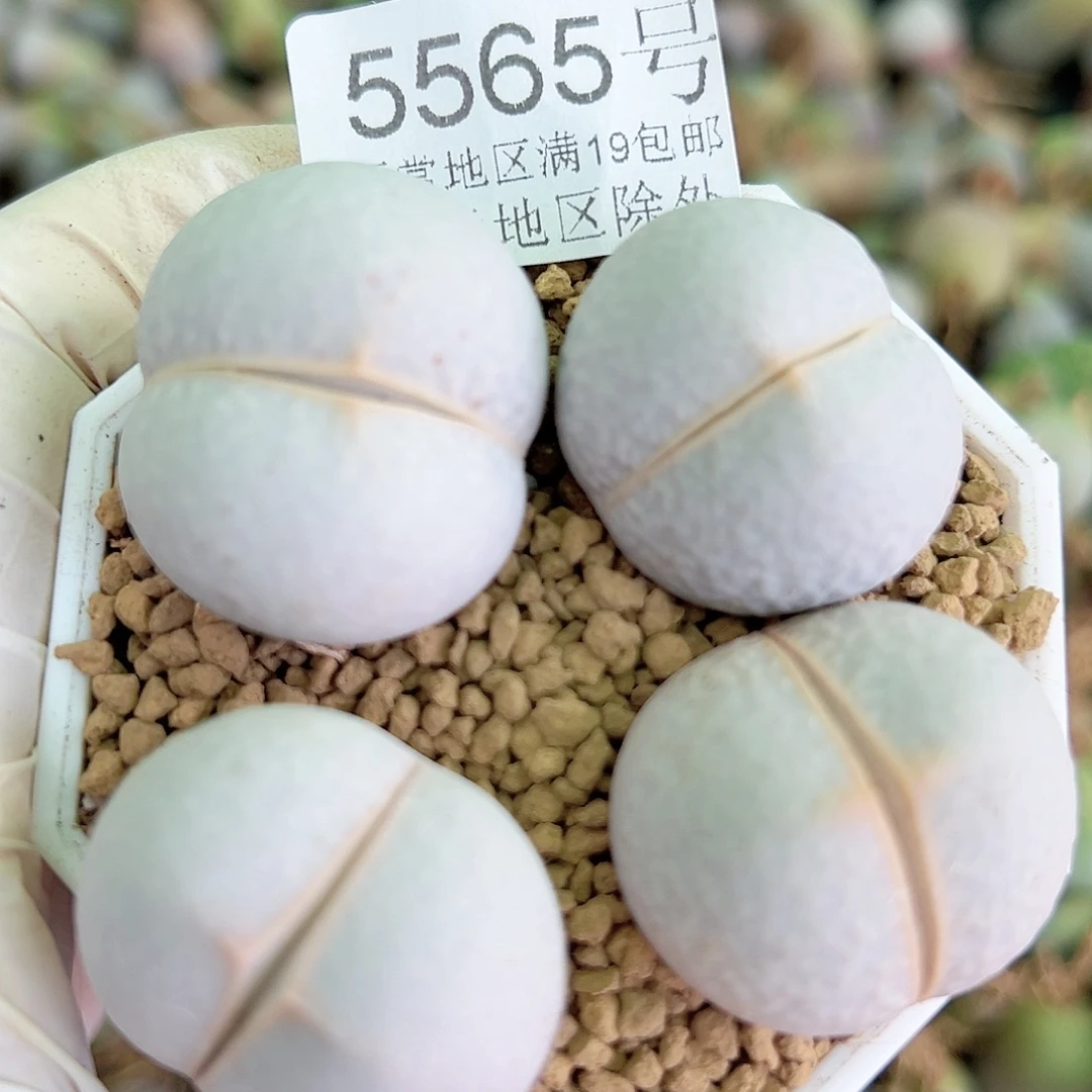 5565四年高尔夫4个2.8cm左右