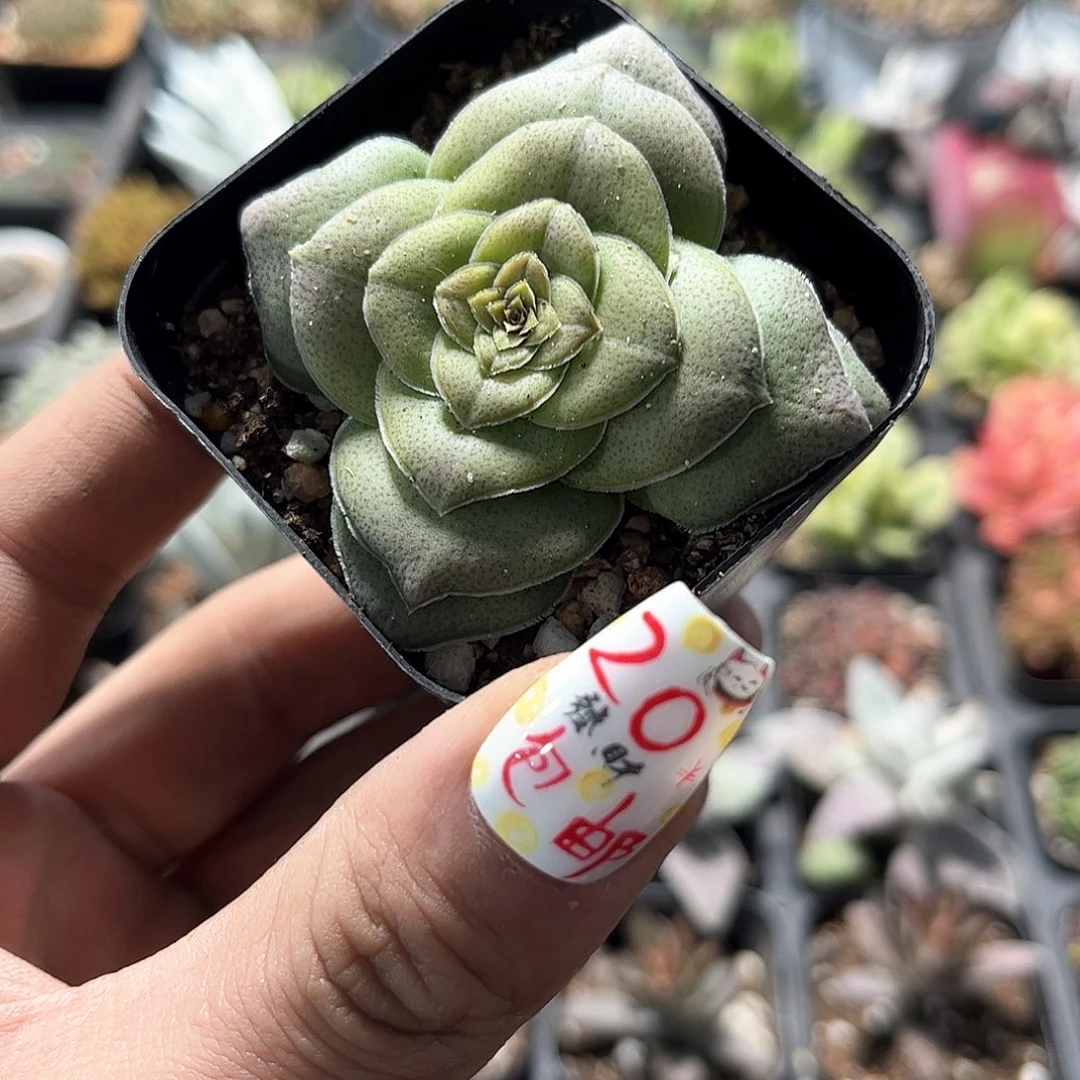 巴单头发货有根发货