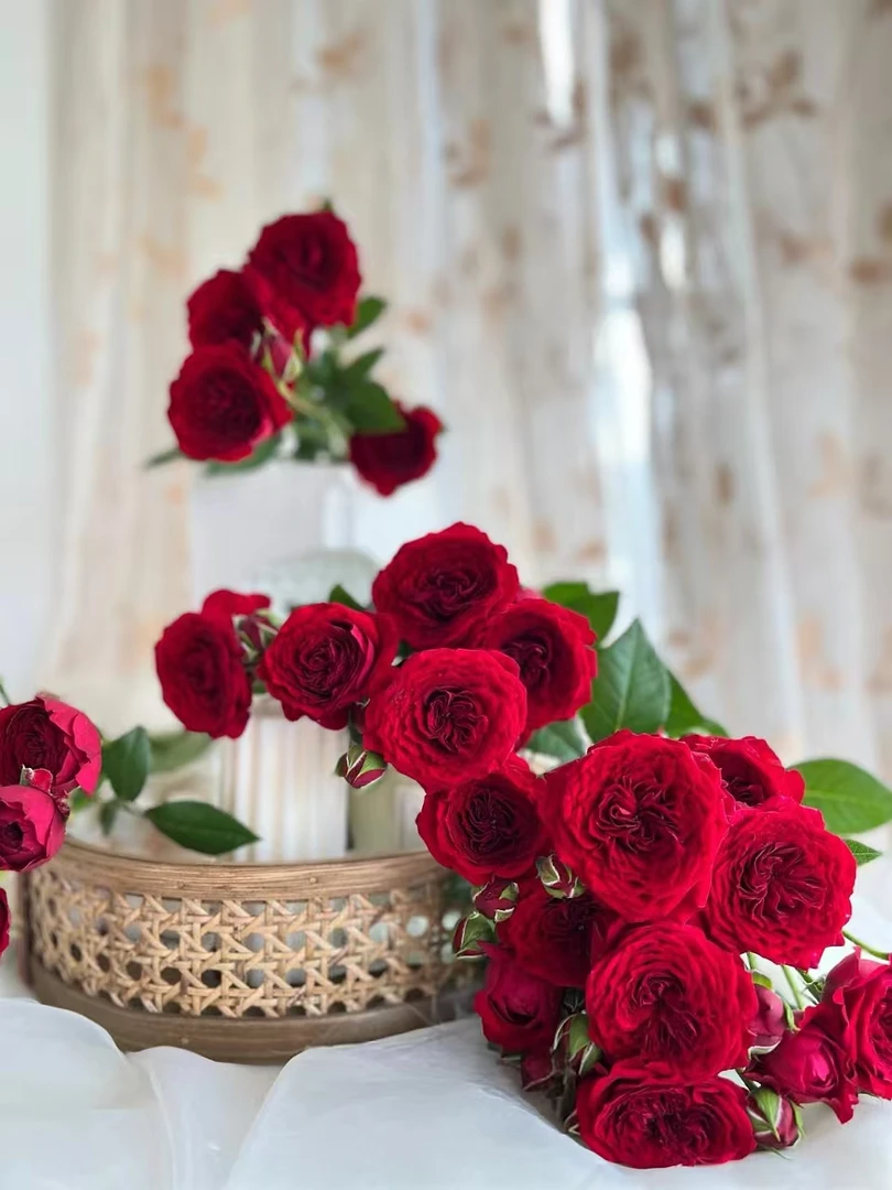 【买一送一】小头锦瑟泡泡10支 多头玫瑰 云南基地鲜花 家养水养