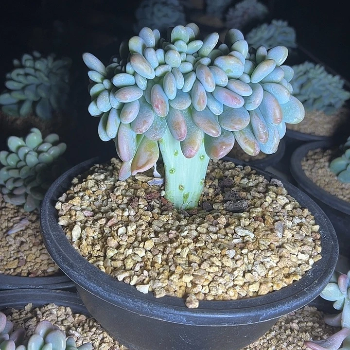 洛神群生缀化多肉