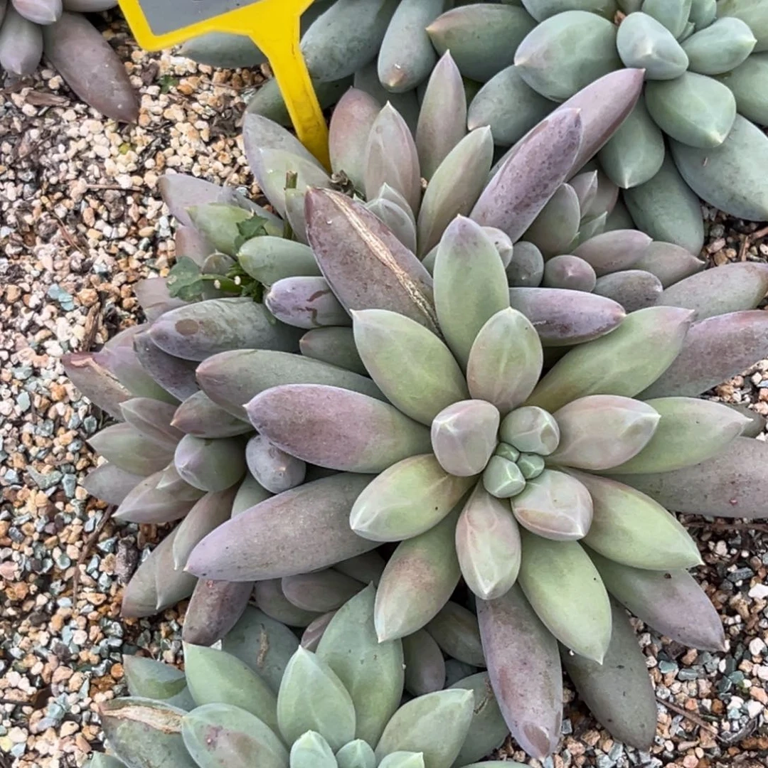 静***听多肉植物哥特群926