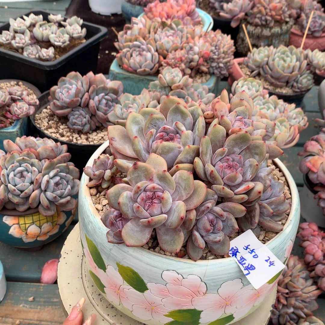 陈*男哈哈哈哈哈哈哈