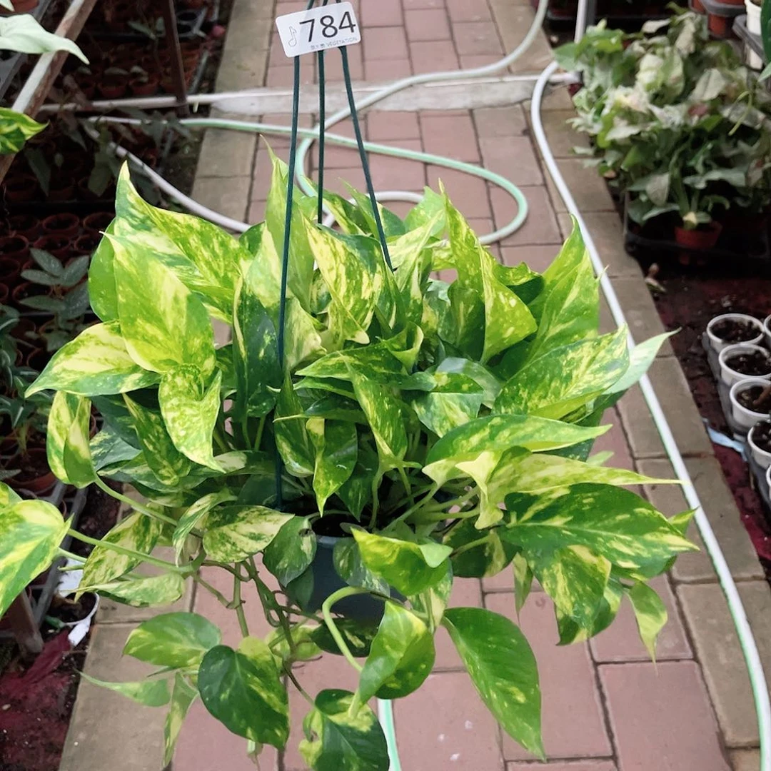 完全开放784花叶绿萝
