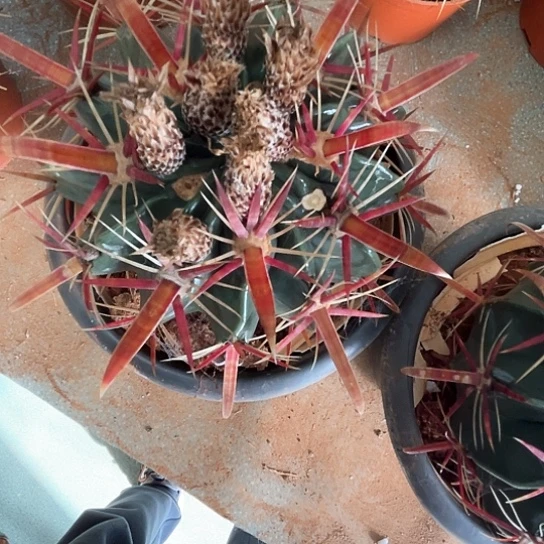 兴*日出谢谢谢谢谢谢现场