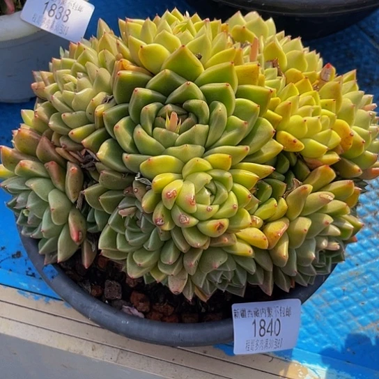 百*果白玫瑰1840多肉