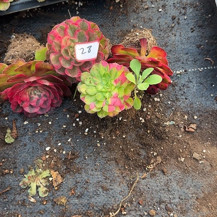 葉****4颗小苗多肉植物0028