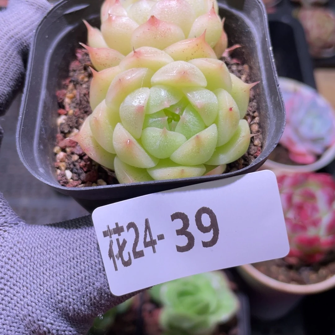 花利美24-39麦秆