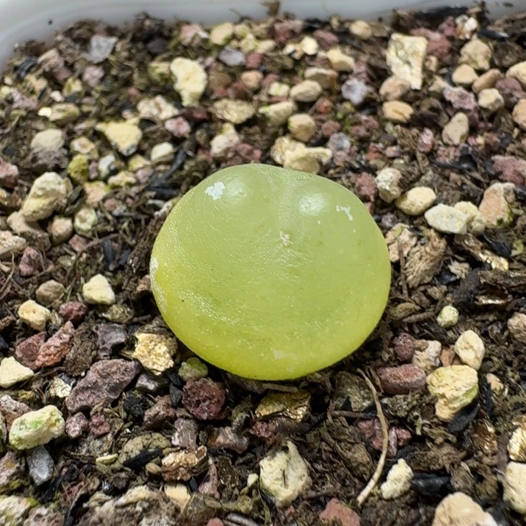 664拉拉带盆发货尺寸1.5左右