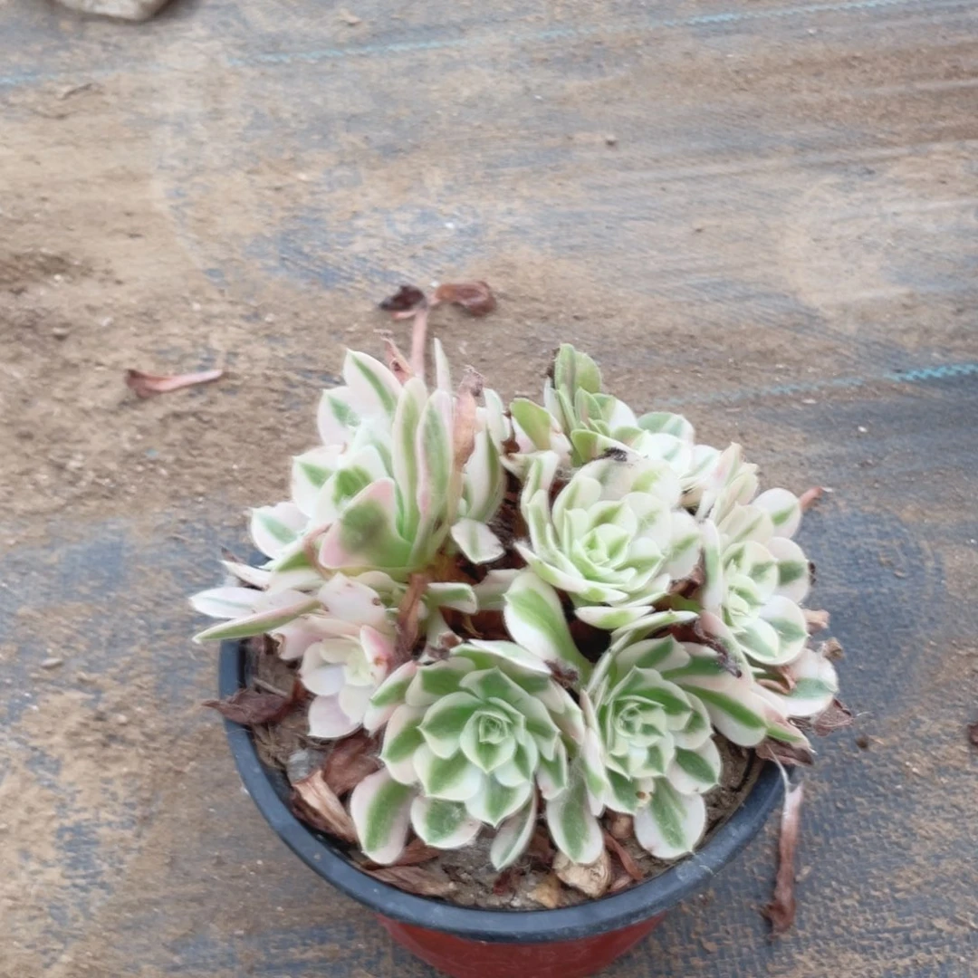 1478分女法师多肉断枝不售后