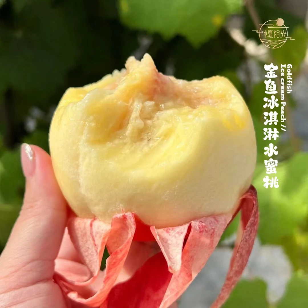 新鲜现摘脆甜多汁金鱼倾城冰淇淋水蜜桃当季时令水果软硬两吃