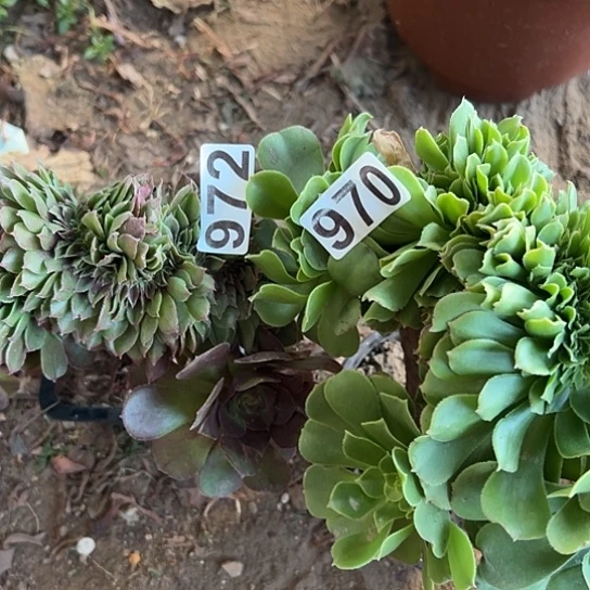 l***3多肉植物两个法师