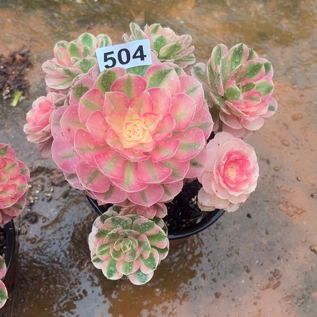 精品多肉植物504倾城