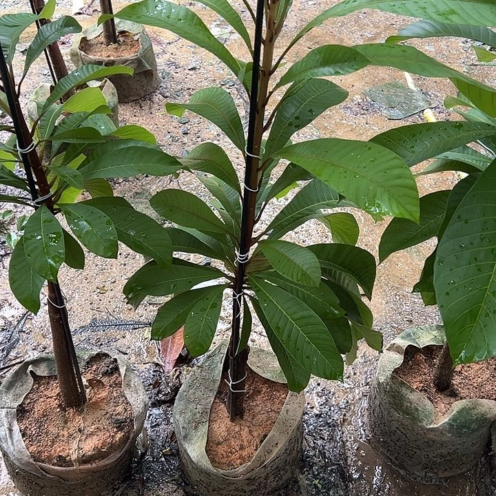 用***4天使2578426887447887776）