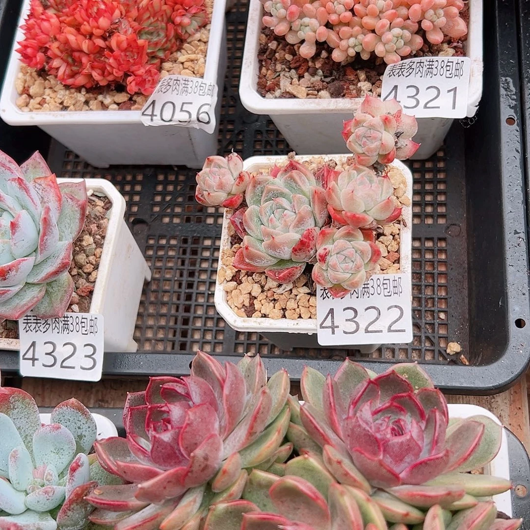 花****无花朵多肉一物一拍植物4322