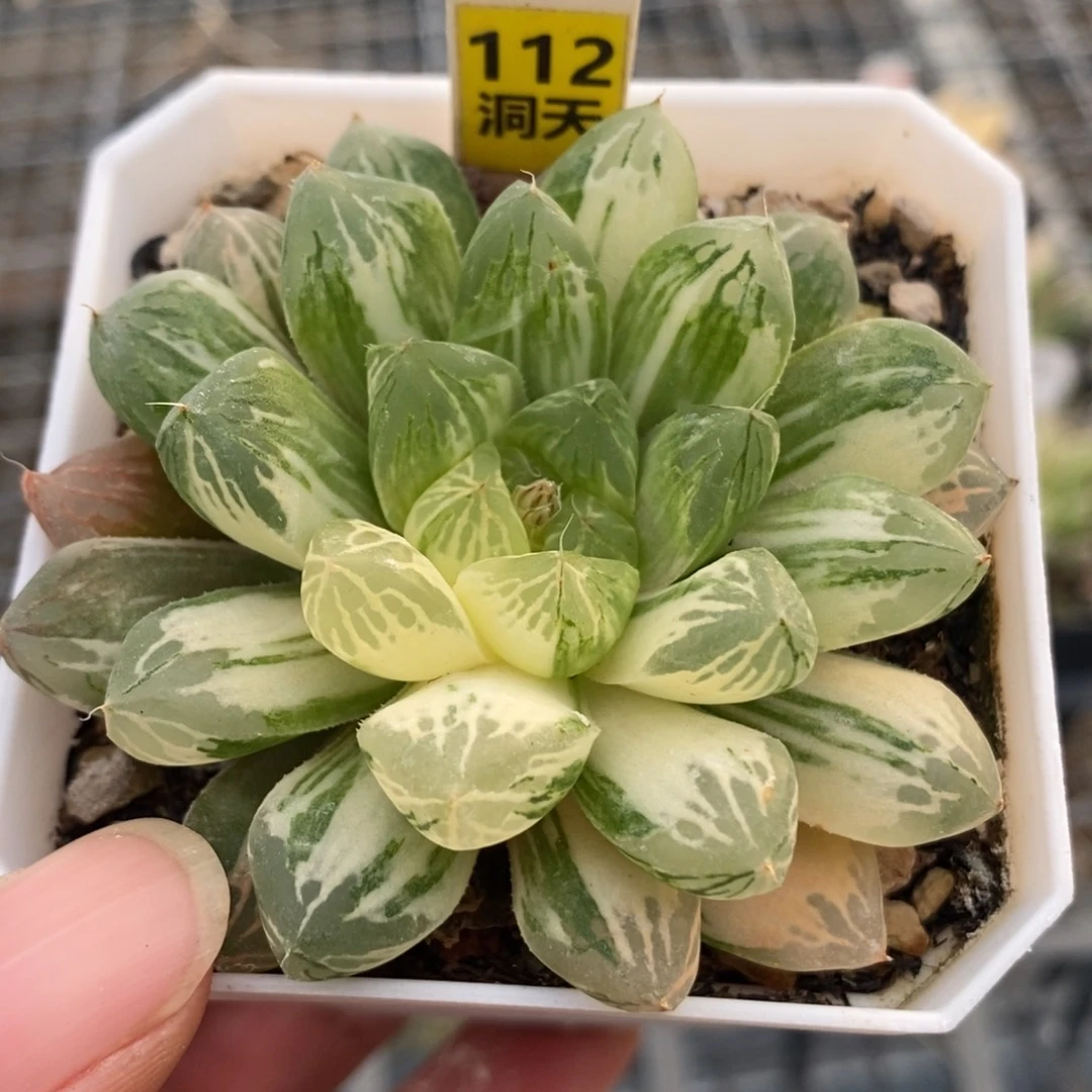 112苏州玉露锦一物一拍