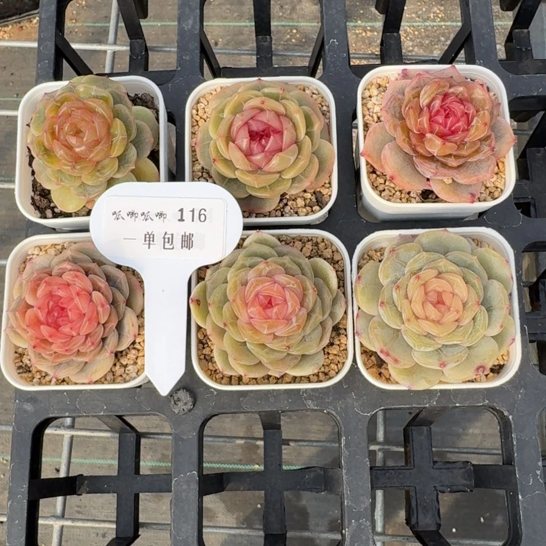 0116-彩色恋人单头量拍