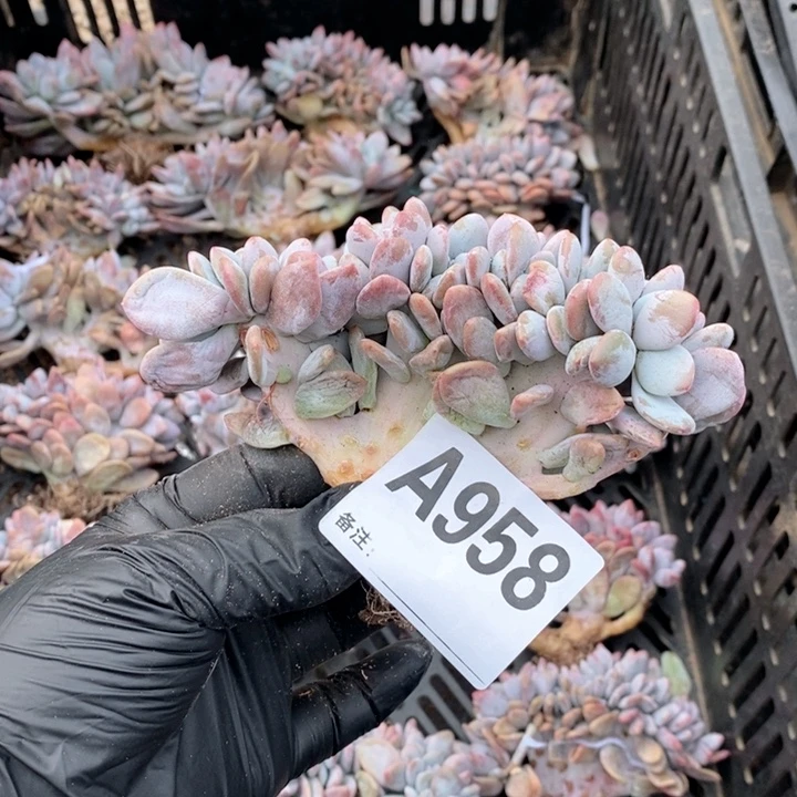 *****958 粉兔缀哇哇哇呀