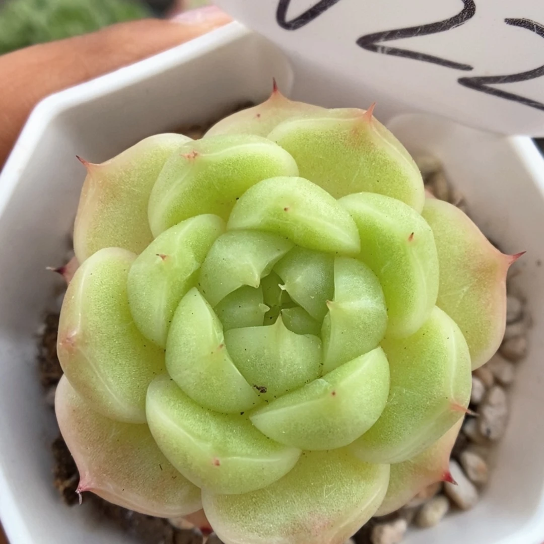 流光麦杆可拍622号。