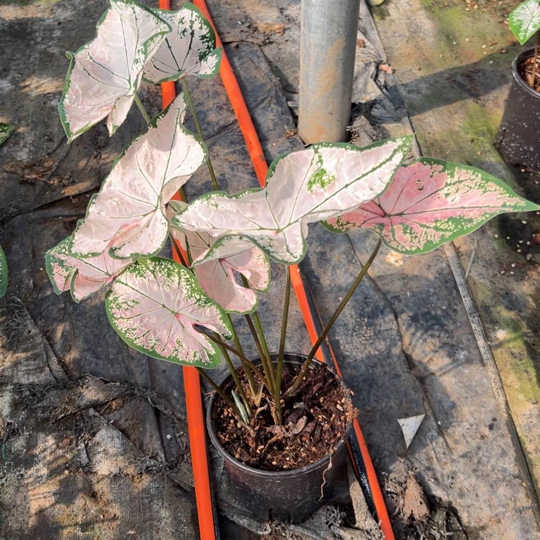 大部分花苞少量开放