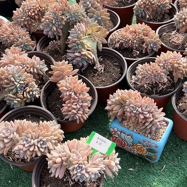 8.37高茶一个多肉