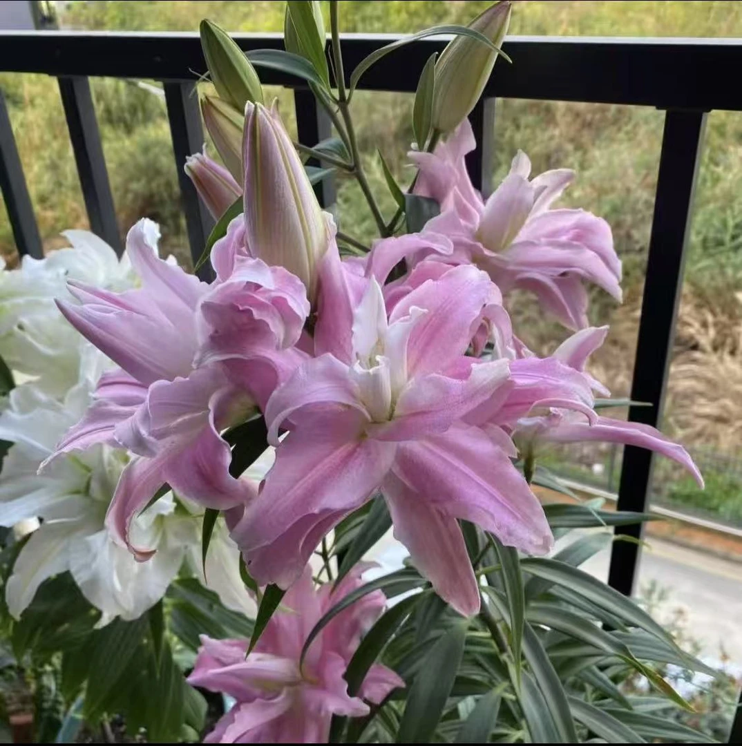 四季可种1颗（乔安娜）进口香水百合花球