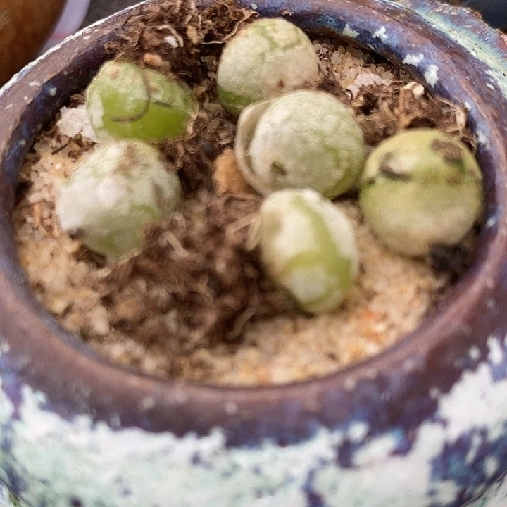 31117哈默灯泡1颗。