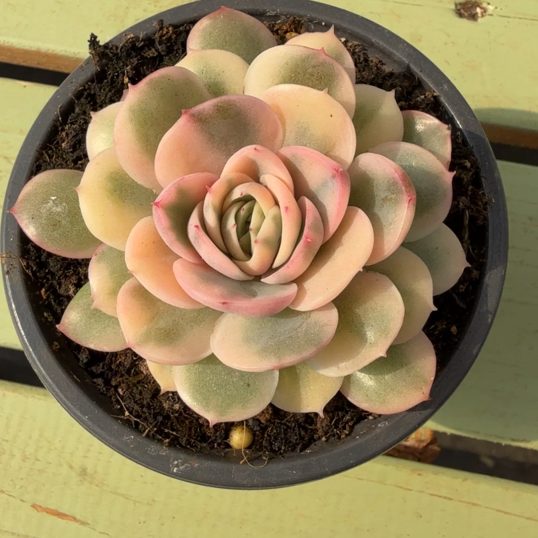 绿体昂锦上园艺一物一拍